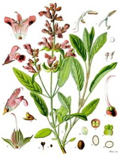 salbei